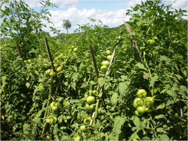 Indeterminate Round tomato 85-052 p1